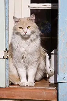 Sill: Cat watching sat on a window sill Provence