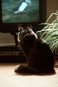 Television: CAT - watching television