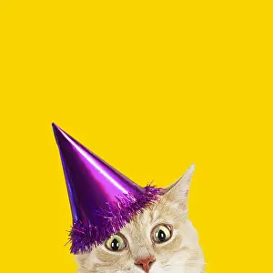 Surprised: Cat, wearing Birthday party hat looking surprised