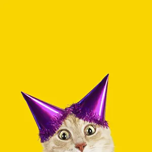 Surprised: Cat, wearing Birthday party hat looking surprised