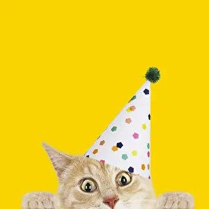 Surprised: Cat, wearing Birthday party hat looking surprised