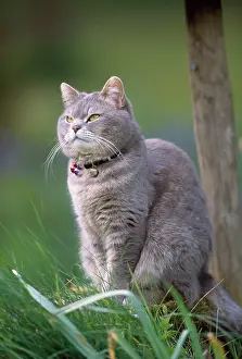 Warn: Cat - wearing collar with bells to warn birds