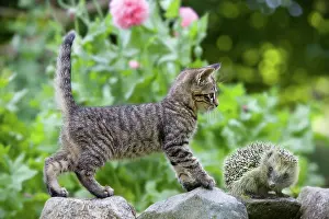 Pieces: Cat Western european hedgehog - Alsace