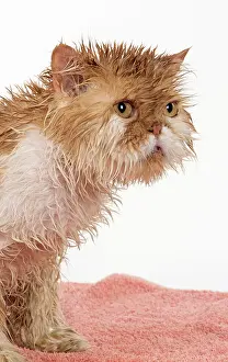 Moist: CAT. wet ginger & white ( Persian ) Cat CAT