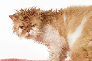 Moist: CAT. wet ginger & white ( Persian ) Cat CAT