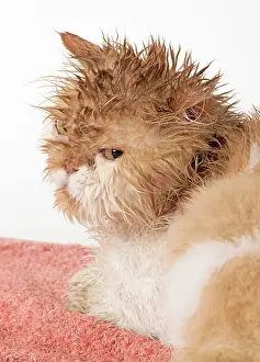 Moist: CAT. wet ginger & white ( Persian ) Cat CAT
