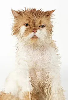 Moist: CAT. wet ginger & white ( Persian ) Cat CAT