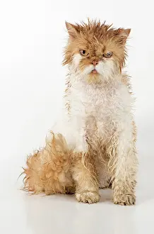 Moist: CAT. wet ginger & white ( Persian ) Cat CAT