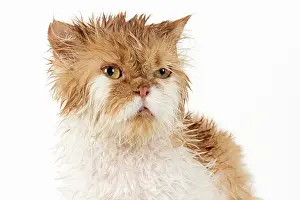 Moist: CAT. wet ginger & white ( Persian ) Cat CAT
