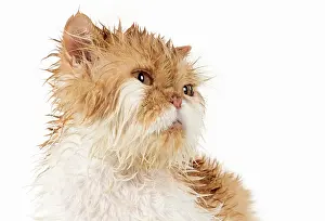 Moist: CAT. wet ginger & white ( Persian ) Cat CAT