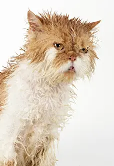 Moist: CAT. wet ginger & white ( Persian ) Cat CAT