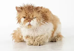 Moist: CAT. wet ginger & white ( Persian ) Cat CAT