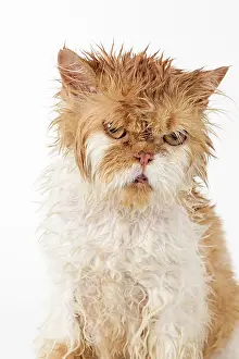 Moist: CAT. wet ginger & white ( Persian ) Cat CAT