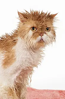 Unhappy: CAT. wet ginger & white ( Persian ) Cat CAT