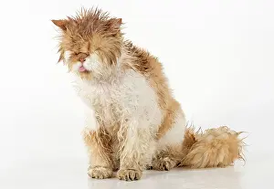 Unhappy: CAT. wet ginger & white ( Persian ) Cat CAT