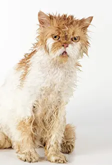 Unhappy: CAT. wet ginger & white ( Persian ) Cat CAT
