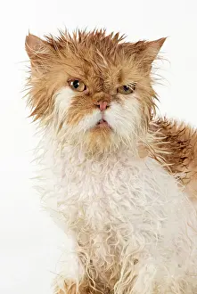 Unhappy: CAT. wet ginger & white ( Persian ) Cat CAT