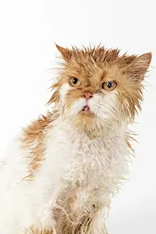 Unhappy: CAT. wet ginger & white ( Persian ) Cat CAT
