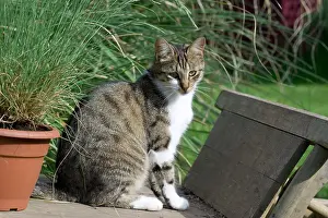 Tools: Cat on a wheelbarrow in the garden