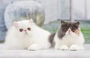 Tortie: Cat - White Persian and Blue tortie - 6 months old