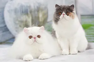 Tortie: Cat - White Persian and Blue tortie - 6 months old