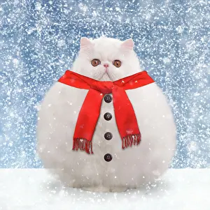 Snowman: Cat - White persian - snowman with scarf and