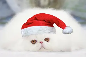 260420: Cat - White persian wearing a Christmas hat