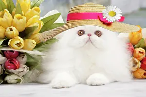 Bonnets: Cat - White persian wearing an Easter bonnet amongst flowers