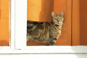 Keeping: Cat at window