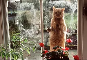 R T Smith: CAT - AT WINDOW with dirty paws