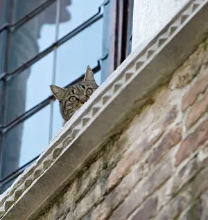 Ledges: Cat - on window ledge
