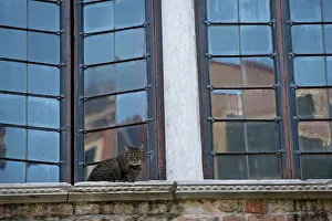 Ledges: Cat - on window ledge