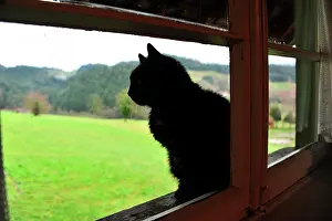 Housecat: Cat by a window, Zell am Harmersbach, Baden-W&, xfc;rttem