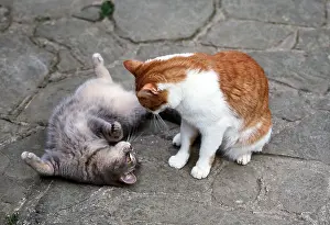 Upside: CAT X 2 PLAY FIGHTING