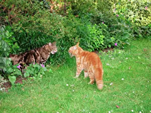 Hissing: Cat - x2 male Cats in aggressive mode
