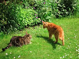 Submissive: Cat - x2 male Cats resident Tabby, the younger