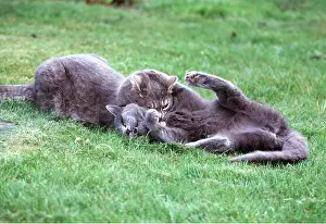 Biting: CAT - X2 PLAYFIGHTING Play fighting - suffocating throathold