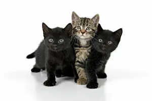 110821: CAT. X3, 7 weeks old, black & tabby kittens, sitting toge