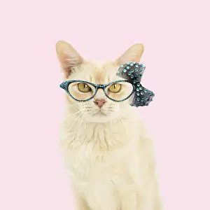 Bows: Cat -&, xa0;Burmese wearing glasses Cat -&, xa0;Burmese