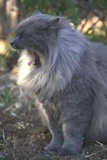 Yawns: Cat yawn from outside France