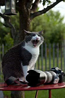 Tables: Cat yawning on a garden table in front of a camera