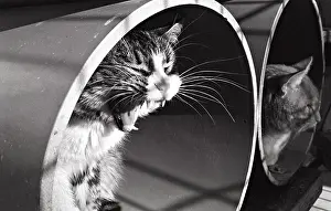 Bored: Cat yawning in rollers Refuge of Beauregard France