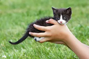 Choosing: Cat - young black & white kitten being held