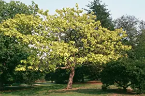 Catalpa: CATALPA - Indian Bean tree