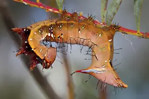 Urticating: Catapillar of Neola Moth