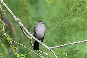 Dumetella: Catbird