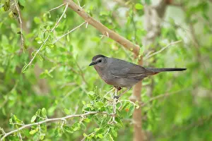 Dumetella: Catbird