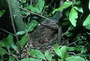Dumetella: Catbird Nest