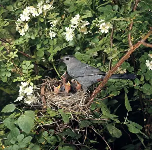 Carolinensis: Catbird at Nest