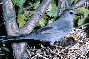 Donna Dickson: CATBIRD - at nest, with food in beak for chicks